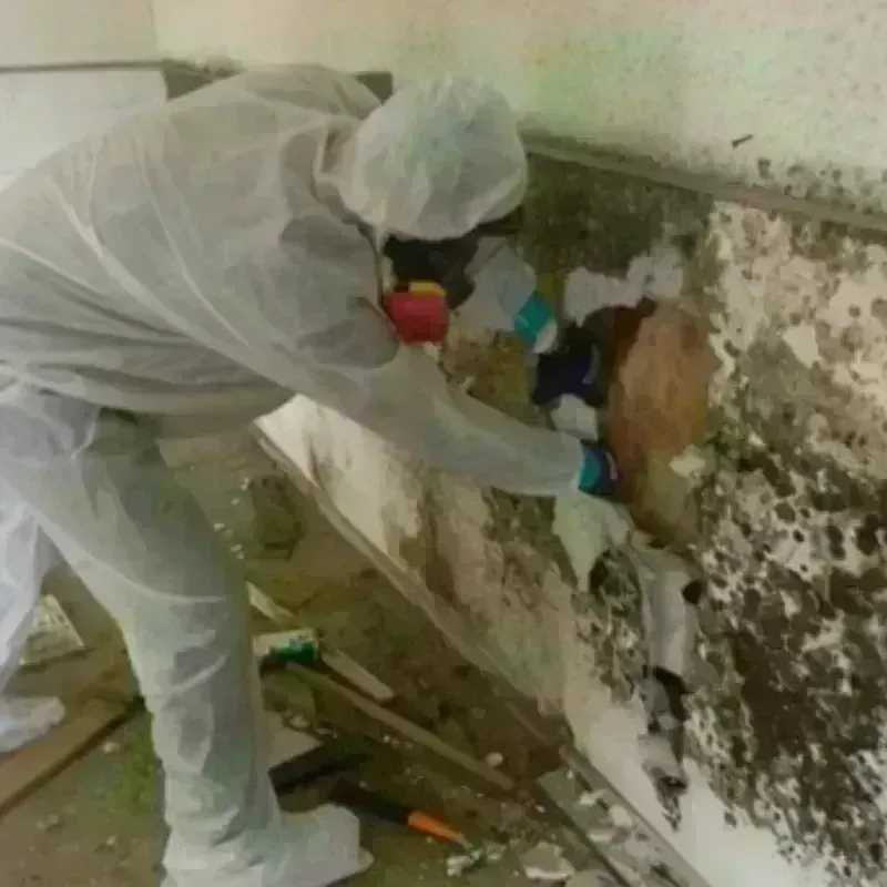 Mold Remediation and Removal in Moodus, CT